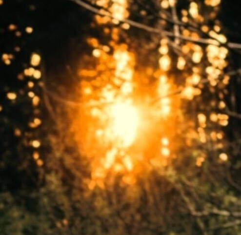 Abendsonne scheint mit voller Kraft durch Baumstämme
